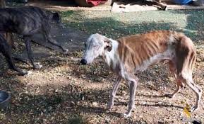 Perrito abandonado