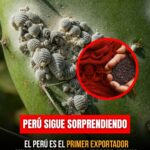 El Perú es el primer exportador mundial de cochinilla