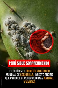 El Perú es el primer exportador mundial de cochinilla 