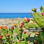 generación eléctrica con biomasa de nopal.