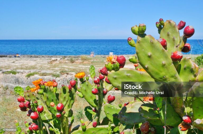generación eléctrica con biomasa de nopal.