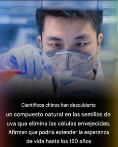 Científicos chinos han descubierto un compuesto natural en las semillas de uva qué elimina las células envejecidas.Afirman que podrían extender la esperanza de vida hasta los 150 años.