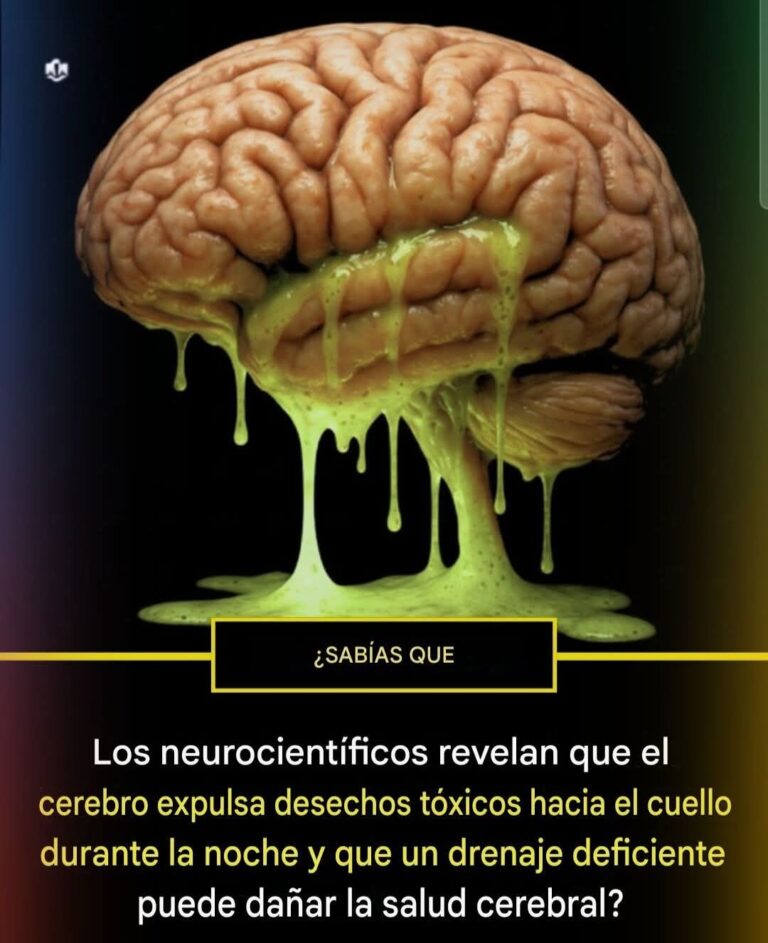“Mientras duermes, tu cerebro se limpia: el sistema oculto que te protege del Alzheimer”
