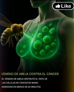En un avance que podría remodelar el tratamiento del cáncer, los científicos han descubierto que el veneno de abeja puede destruir el 100% de las células agresivas de cáncer de mama en menos de 60 minutos.