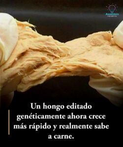“Revolución alimentaria: un hongo modificado que supera a la carne en eficiencia y sostenibilidad”
