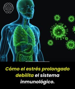Como el estres prolongado debilita el sistema inmunológico 
