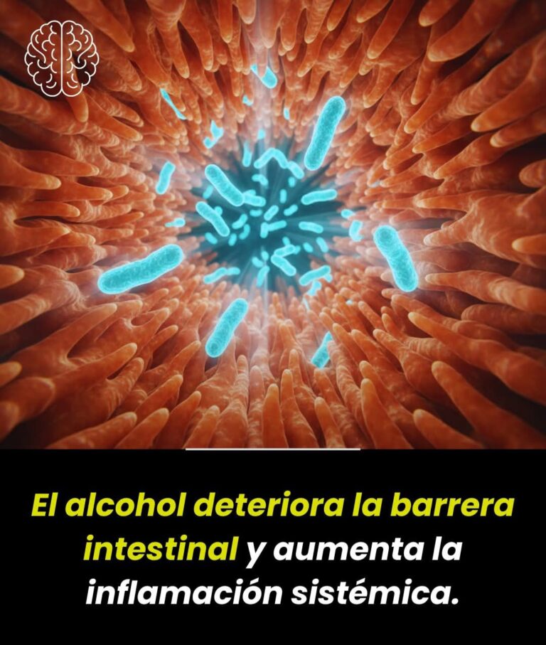 El alcohol y el intestino: cómo rompe la barrera intestinal y dispara la inflamación en todo el cuerpo