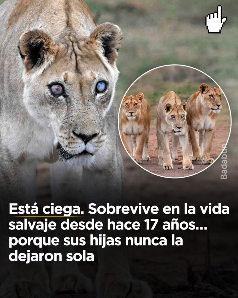 Este ser vivo sobrevive en la vida salvaje desde hace 17 años porque sus hijas nunca la dejaron sola