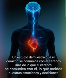 El corazón como arquitecto emocional: La coherencia corazón - cerebro y su influencia en nuestras decisiones 
