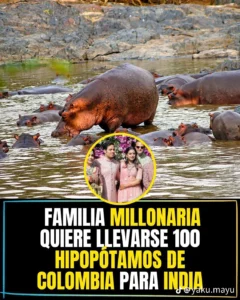 “100 hipopótamos, dos continentes y un dilema global sin solución fácil”