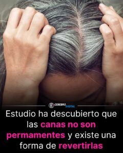 “El secreto de las canas al descubierto: las células siguen vivas, pero desconectadas”