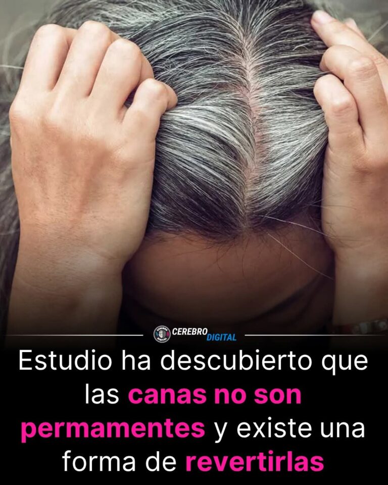 “El secreto de las canas al descubierto: las células siguen vivas, pero desconectadas”