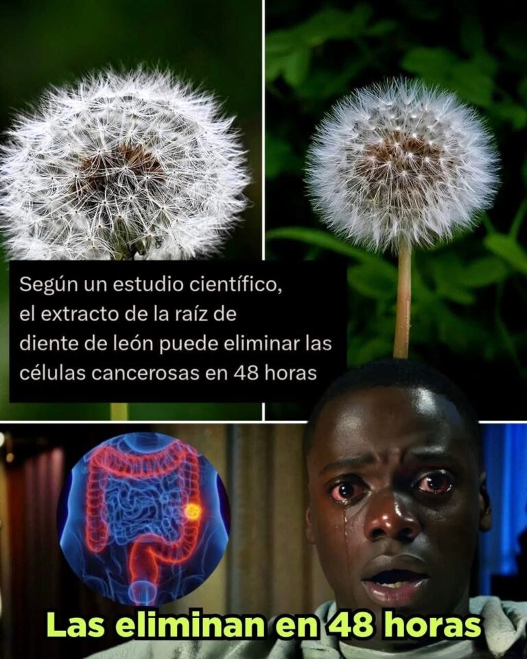 Cáncer y plantas: el caso del diente de león bajo la lupa científica