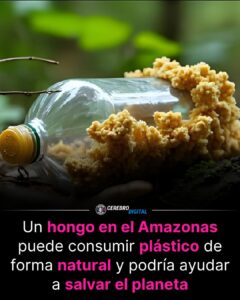 El hongo que podría devorar el plástico: la sorprendente respuesta de la naturaleza a una crisis global