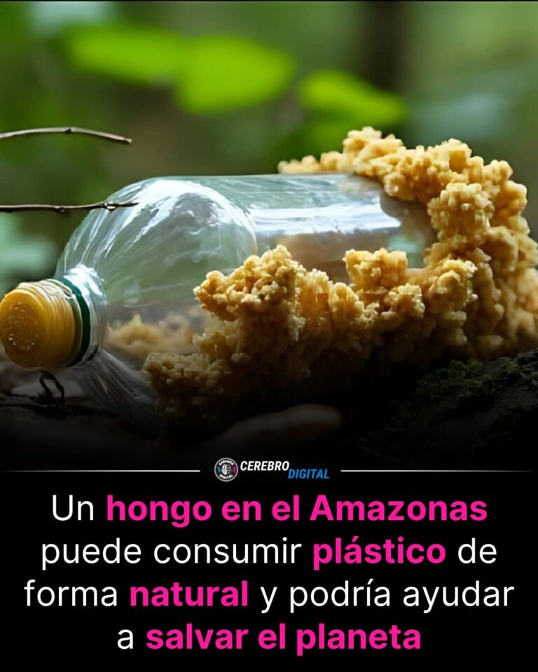 El hongo que podría devorar el plástico: la sorprendente respuesta de la naturaleza a una crisis global
