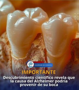 ¿El Alzheimer empieza en la boca? La bacteria de las encías que preocupa a la ciencia
