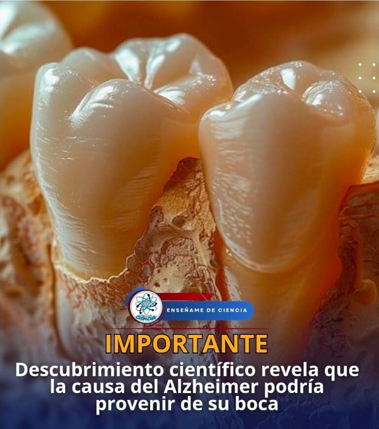 ¿El Alzheimer empieza en la boca? La bacteria de las encías que preocupa a la ciencia