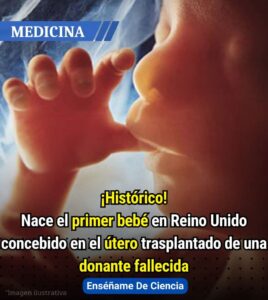 “Nació sin útero… y hoy es madre: el trasplante que está cambiando la historia de la medicina"