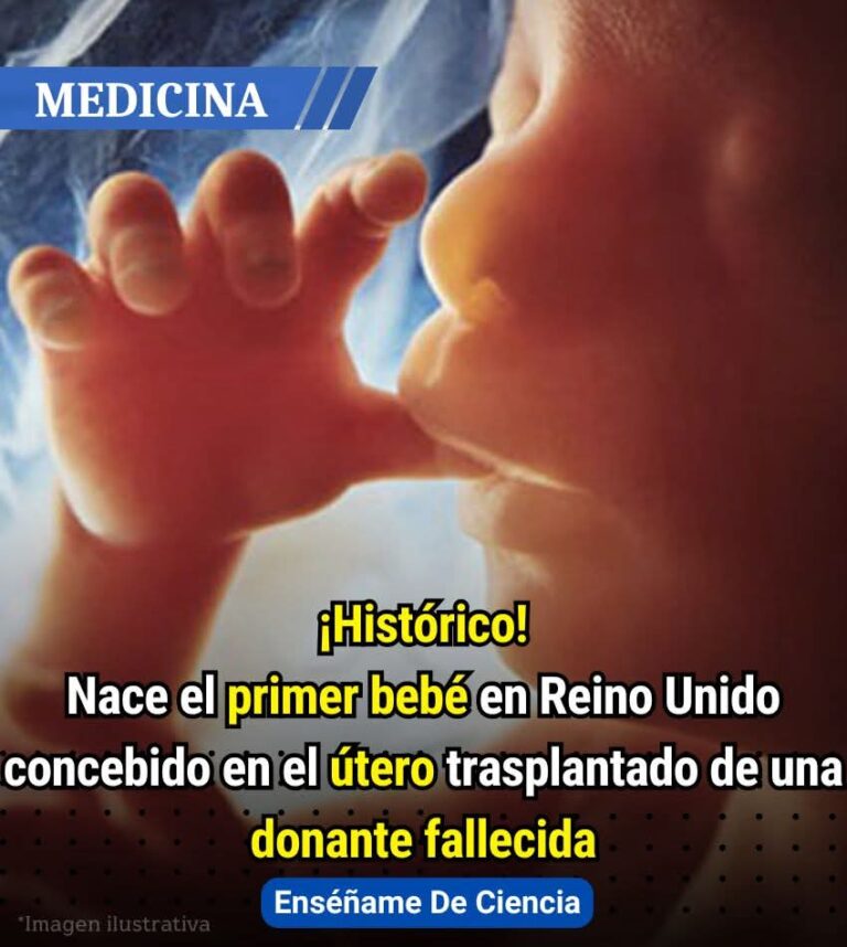 “Nació sin útero… y hoy es madre: el trasplante que está cambiando la historia de la medicina"