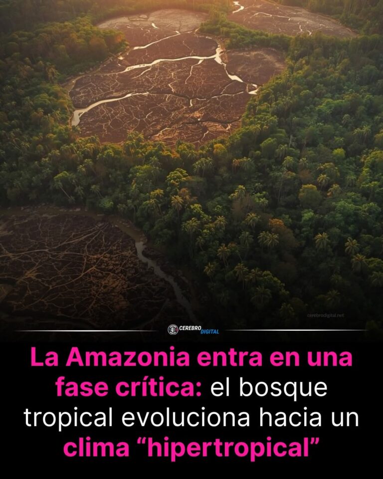 El Amazonas podría estar entrando en una nueva era climática extrema