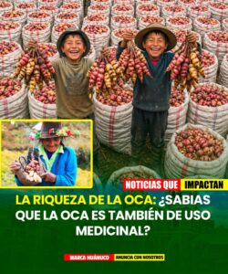 LA OCA: EL SUPERALIMENTO ANDINO QUE TAMBIÉN CURA