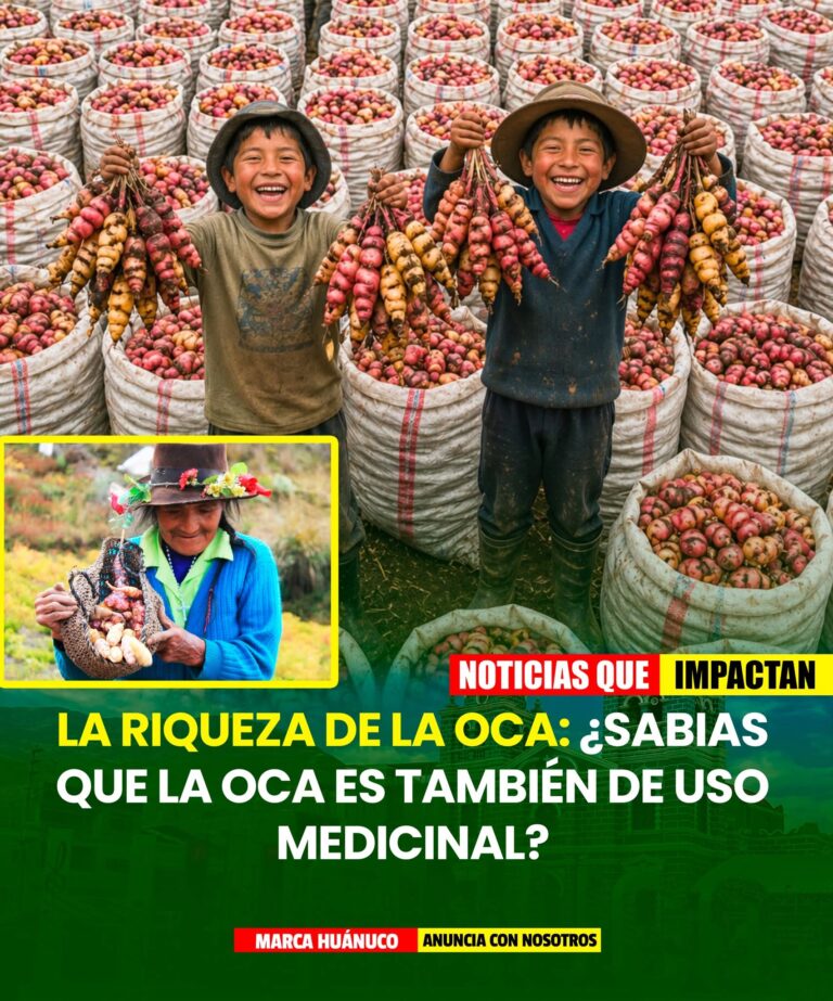 LA OCA: EL SUPERALIMENTO ANDINO QUE TAMBIÉN CURA