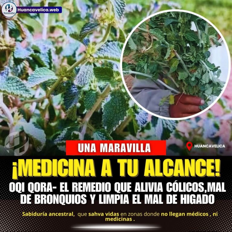 Oqi Qora: el tesoro medicinal escondido en los Andes de Huancavelica