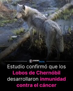 LOS LOBOS INMUNES AL APOCALIPSIS: CÓMO CHERNÓBIL ESTÁ REESCRIBIENDO LA EVOLUCIÓN EN TIEMPO REAL