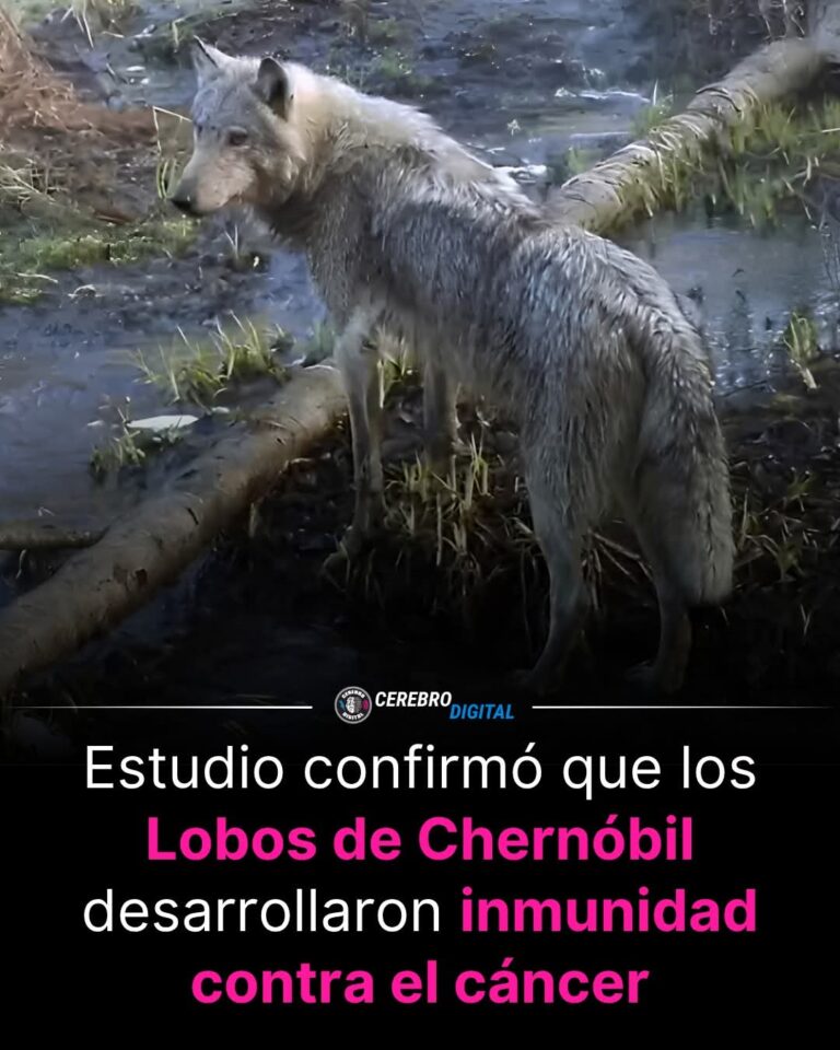 LOS LOBOS INMUNES AL APOCALIPSIS: CÓMO CHERNÓBIL ESTÁ REESCRIBIENDO LA EVOLUCIÓN EN TIEMPO REAL