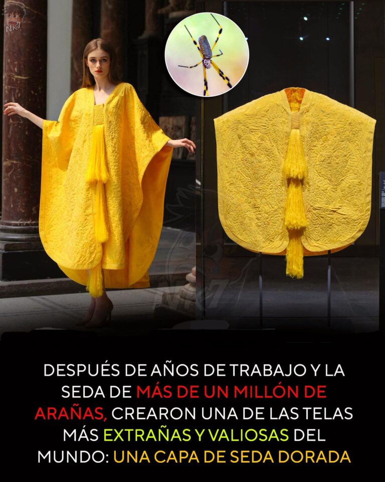 LA TELA IMPOSIBLE: EL PROYECTO QUE USÓ MILLONES DE ARAÑAS PARA CREAR UNO DE LOS TEJIDOS MÁS EXTRAORDINARIOS DEL MUNDO