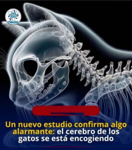 EL MISTERIO DEL CEREBRO DE LOS GATOS: POR QUÉ LOS FELINOS DOMÉSTICOS ESTÁN CAMBIANDO… Y LO QUE ESO REVELA SOBRE LA EVOLUCIÓN