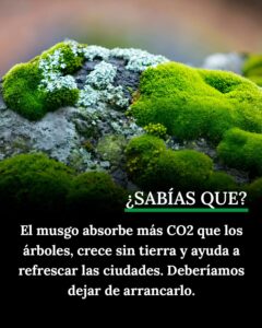 El poder climático del musgo: el aliado invisible que podría enfriar ciudades y capturar CO₂