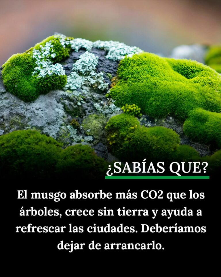 El poder climático del musgo: el aliado invisible que podría enfriar ciudades y capturar CO₂