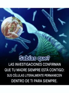 MICROQUIMERISMO HUMANO: LA SORPRENDENTE CIENCIA QUE DEMUESTRA QUE TU MADRE VIVE DENTRO DE TI (Y TÚ DENTRO DE ELLA)