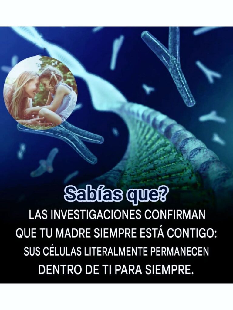 MICROQUIMERISMO HUMANO: LA SORPRENDENTE CIENCIA QUE DEMUESTRA QUE TU MADRE VIVE DENTRO DE TI (Y TÚ DENTRO DE ELLA)